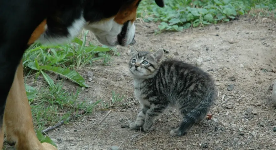 Pierwsze spotkanie kota z psem. Mały kotek z zaciekawieniem patrzy na wielkiego psa. Jak oswoić kota z psem? Powoli i ostrożnie.