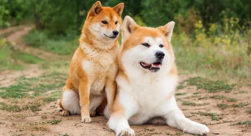 Dwa psy rasy Akita Inu siedzą na ziemi. Czy akita jest groźna? Te psy wyglądają na spokojne i przyjazne.