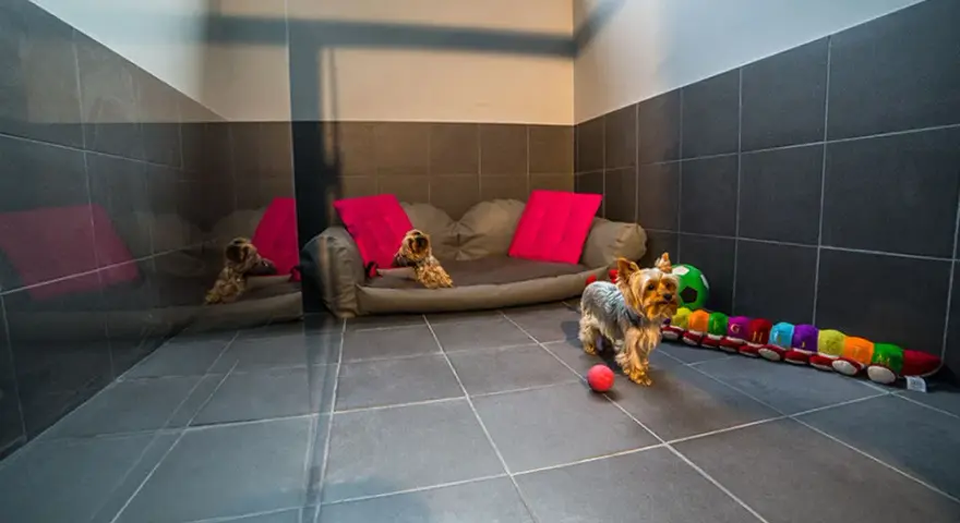 Jak wygląda hotel dla psów? Odkryj, co oferują i jak wyglądają