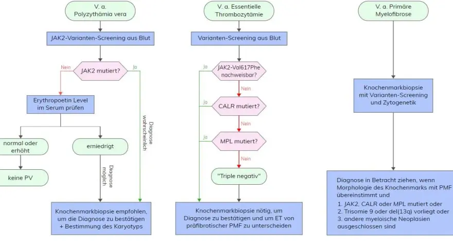 Polycythaemia vera Diagnose: JAK2, WHO-Kriterien & mehr erklärt