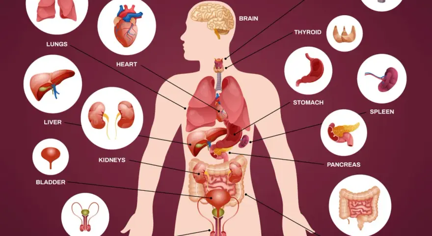 Ilustracja przedstawiająca schemat ludzkiego ciała z zaznaczonymi narządami wewnętrznymi: mózg, serce, płuca, wątroba, nerki, żołądek, trzustka, jelita, pęcherz, układ rozrodczy.