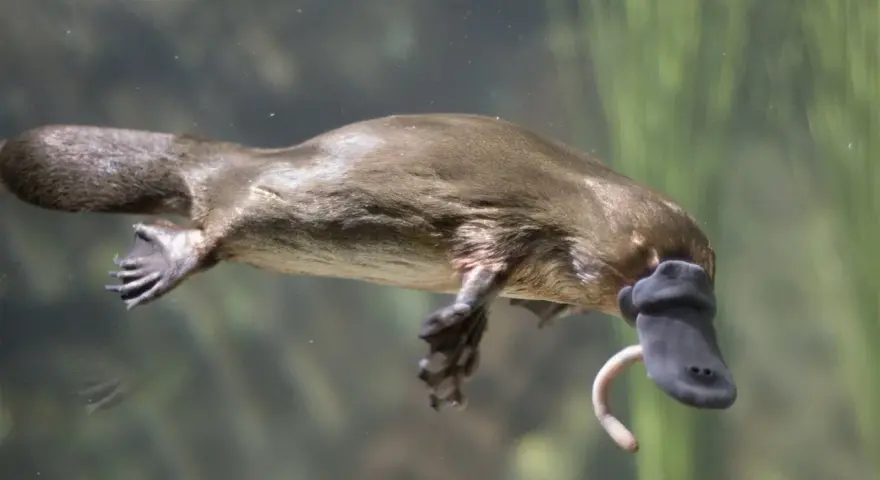 Un ornitorrinco mamífero nada bajo el agua, con su pico y una cola ancha.