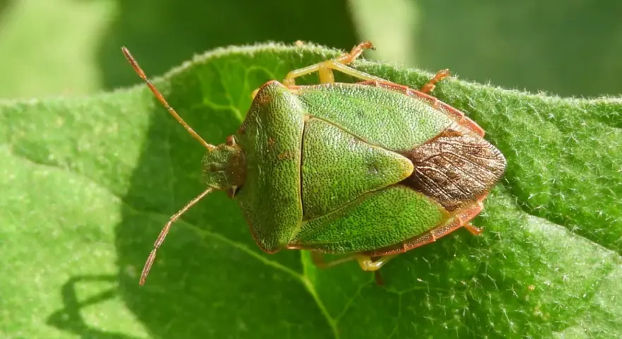 Chinche verde sobre hoja. Su tamaño es notable, con un cuerpo triangular y patas finas.