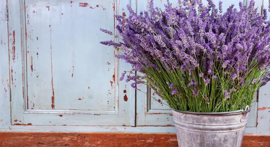 Un ramo de lavanda en un cubo metálico, con un fondo de puertas desgastadas. La lavanda sol o sombra, perfumando el ambiente.