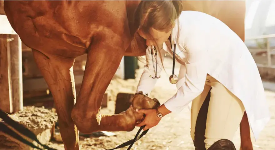 Vétérinaire examinant le genou d'un cheval brun.