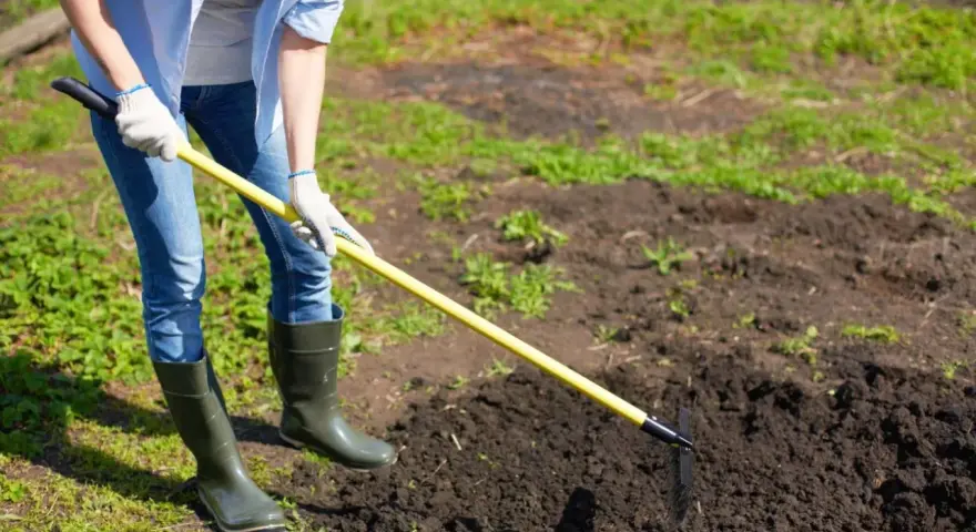 Osoba w gumowcach i rękawiczkach grabi ziemię, przygotowując ją pod nawożenie truskawek obornikiem granulowanym.