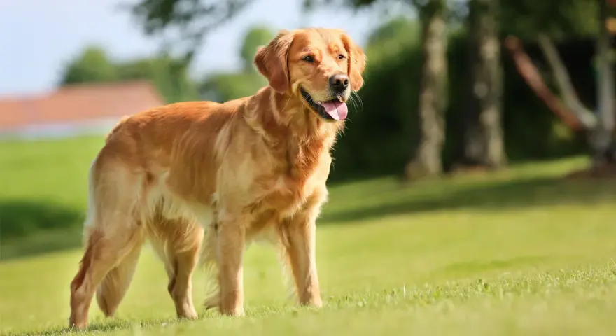 Złocisty retriever, uosobienie przyjaznego golden retriever charakteru, stoi na trawie, ciesząc się słońcem.