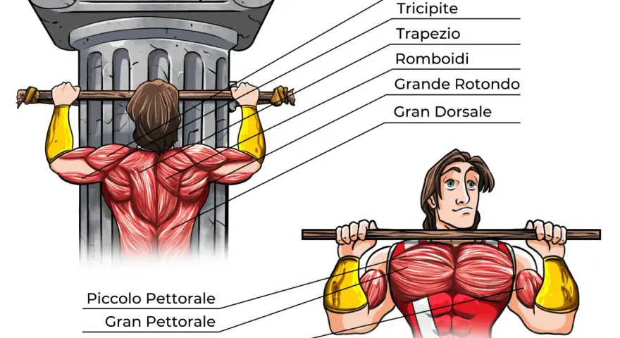 Illustrazione anatomica dei muscoli coinvolti nelle trazioni alla sbarra, con indicazioni sui potenziali rischi e trazioni alla sbarra controindicazioni.