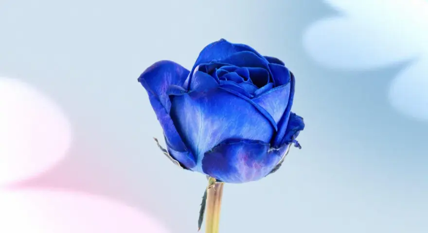 Una rosa azul vibrante, símbolo de misterio y encanto. El significado de las rosas azules evoca lo inalcanzable y la magia.