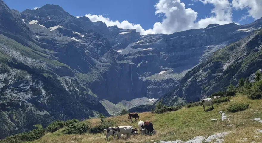 Krowy pasące się na zielonym zboczu w majestatycznym Cirque de Gavarnie. W tle widać potężne góry i wodospad.