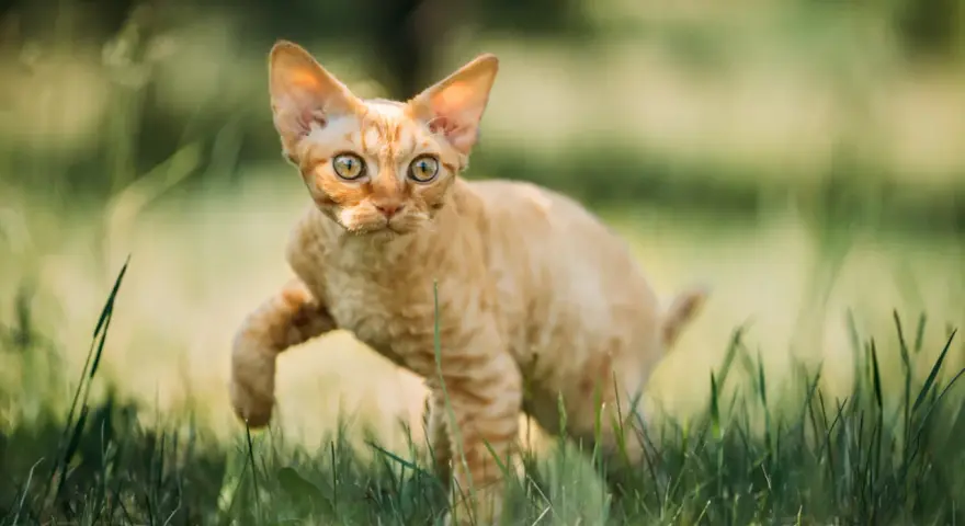 Charakter devon rex – przyjazny towarzysz dla aktywnej rodziny
