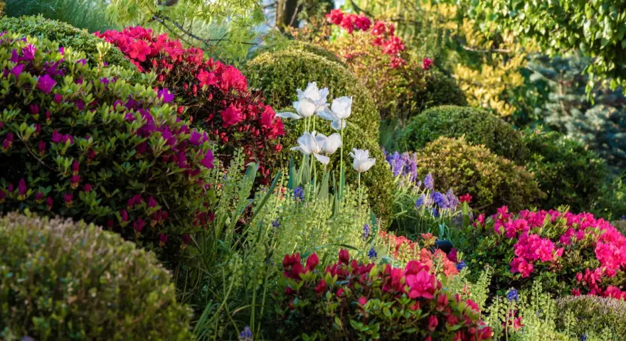 Wiosenny ogród pełen kwitnących, wysokie krzewy rododendronów i tulipanów.