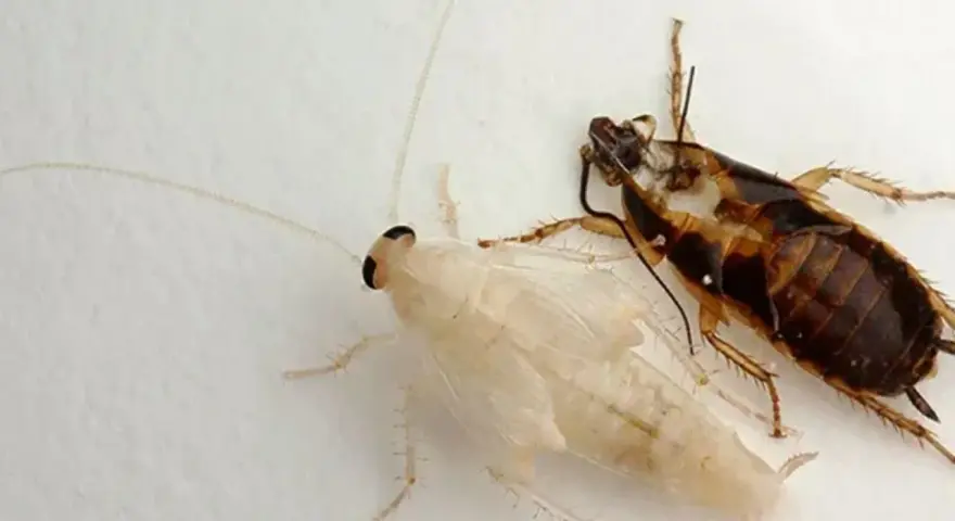 Una cucaracha albina y otra de piel de cucaracha marrón yacen juntas sobre una superficie blanca.