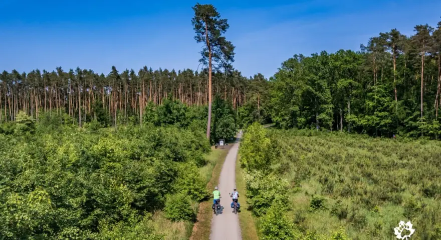 Dwie osoby na rowerach przemierzają leśne trasy rowerowe. Droga wiedzie przez gęsty las i polany.