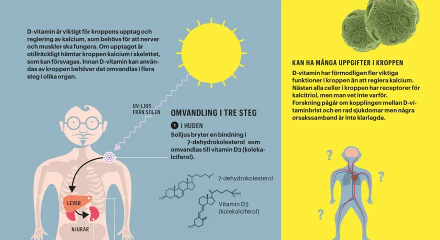 D-vitamin från solljus omvandlas i huden och sedan i lever och njurar. D-vitamin är viktigt för kalciumupptaget.