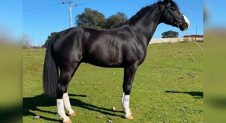 Magnifique étalon noir, un des meilleurs étalons Selle Français, se tient fièrement dans un pré verdoyant sous un ciel bleu.
