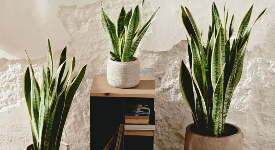 Tres plantas de lengua de la suegra, con sus hojas verdes y amarillas, decoran un rincón con pared texturizada.