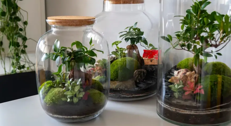 Miniaturowe ogrody w słoiku: bujna zieleń, mech i kamienie tworzą magiczny świat zamknięty w szkle.