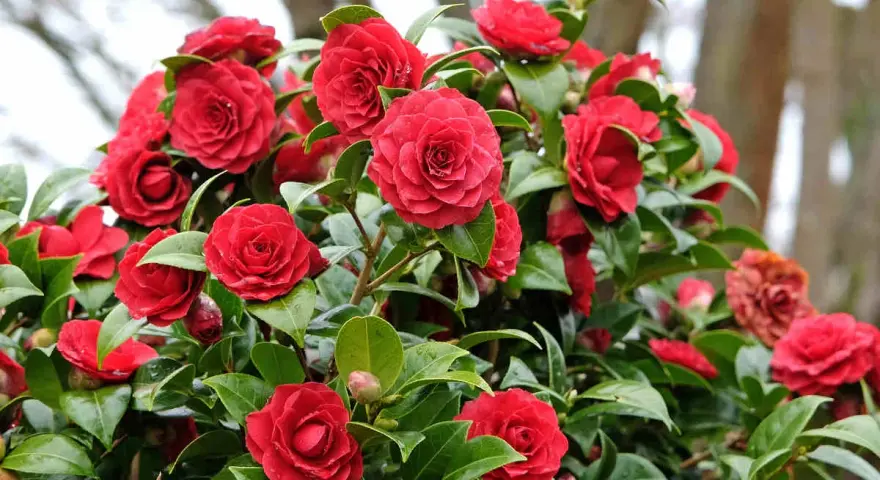 Un camélia rouge éclatant, prêt pour son entretien printanier. Ses fleurs généreuses et son feuillage lustré témoignent d'une belle santé.