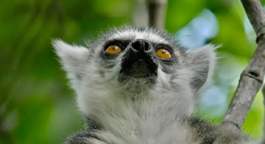 Lemur z Madagaskaru spogląda w górę, jakby szukał czegoś podczas swoich wakacji.