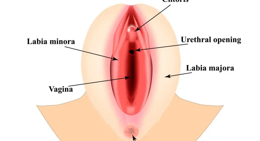 Anatomical illustration of female genitalia, showing clitoris, labia minora, labia majora, vagina, and urethral opening. Wielkie wargi sromowe otaczają delikatne struktury.