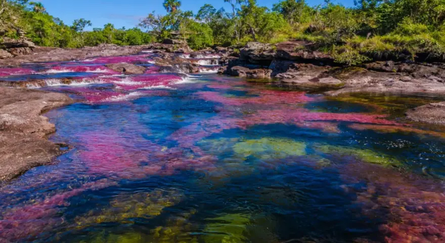 El río Caño Cristales, un espectáculo natural con aguas cristalinas y algas de vibrantes colores rojo, rosa y verde, rodeado de vegetación exuberante.