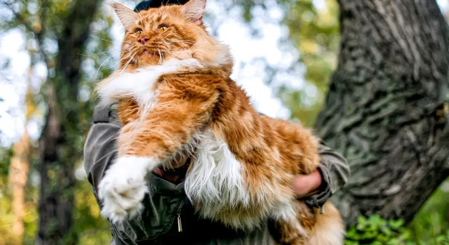 Rudzielec maine coon, majestatyczny kot, którego cena może zaskoczyć. W objęciach opiekuna, na tle leśnej przyrody.