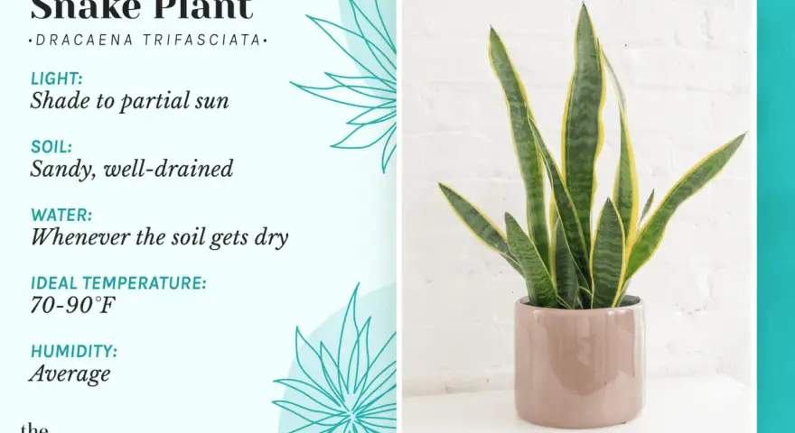 Snake plant care guide: light, soil, water, temperature, and humidity needs for this hardy houseplant.