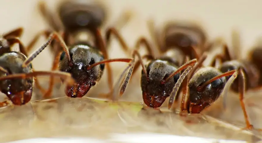 Des fourmis s'approchent d'une goutte d'eau oxygénée, comme si elles exploraient une nouvelle source d'eau pour leur fourmilière.