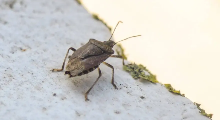 Un tipo de chinche marrón con antenas largas camina sobre una superficie blanca texturizada.