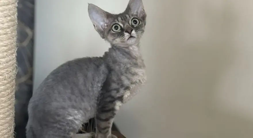 Devon Rex na sprzedaż - znajdź idealnego kota w Polsce teraz