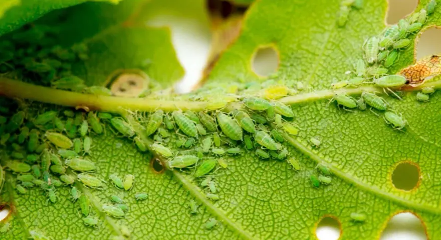 Colonia de pulgones verdes y algunos pulgones amarillos infestan un tallo y una hoja de planta, alimentándose de su savia.