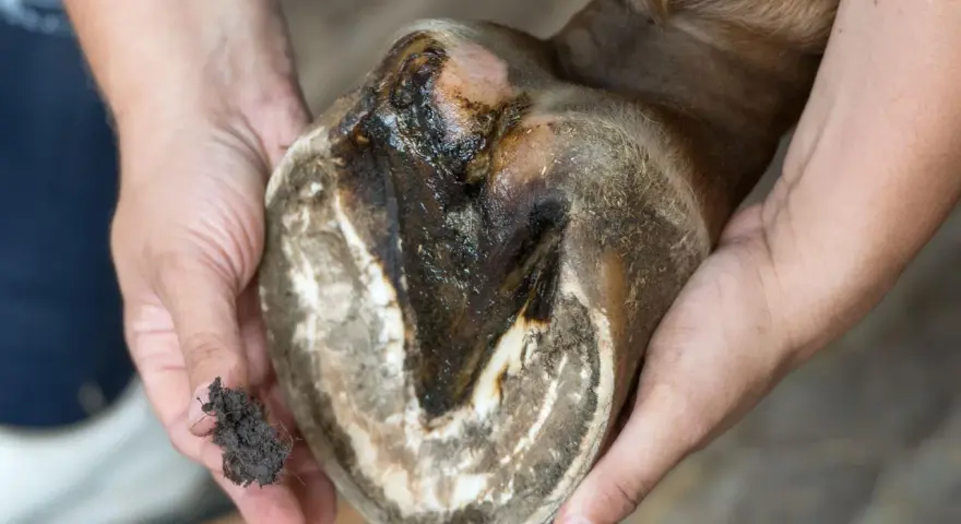 Gros plan sur un glome de cheval mou, sale et humide, tenu par des mains. Un petit tas de terre est visible dans une main.