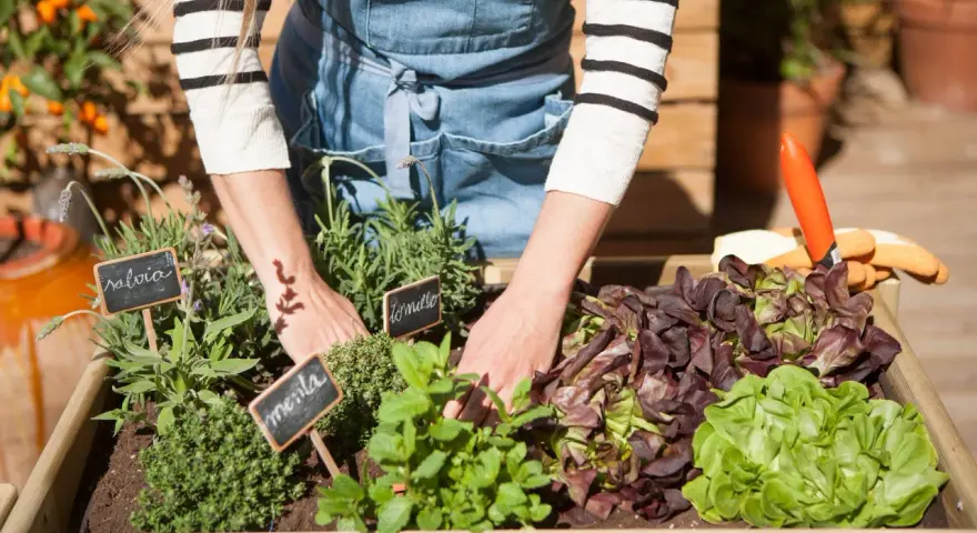 Manos cuidando un huerto en casa con lechugas, menta y salvia. Herramientas de jardinería a un lado.