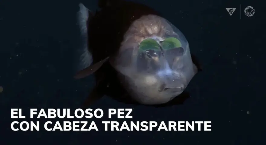 Un pez duende con cabeza transparente y ojos verdes brillantes nada en la oscuridad.