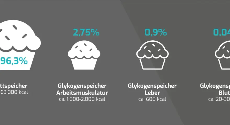 Vergleich von Energiespeichern: Fett (96,3%) und Glykogen in Muskeln (2,75%), Leber (0,9%) und Blut (0,04%).