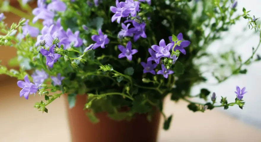 Urocza campanula w doniczce, obsypana licznymi fioletowymi dzwoneczkami, tworzy bujną, zieloną kaskadę.