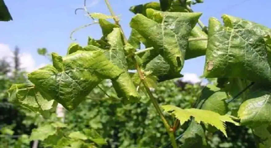 Foglie di vite accartocciate e ingiallite, sintomo della flavescenza dorata.