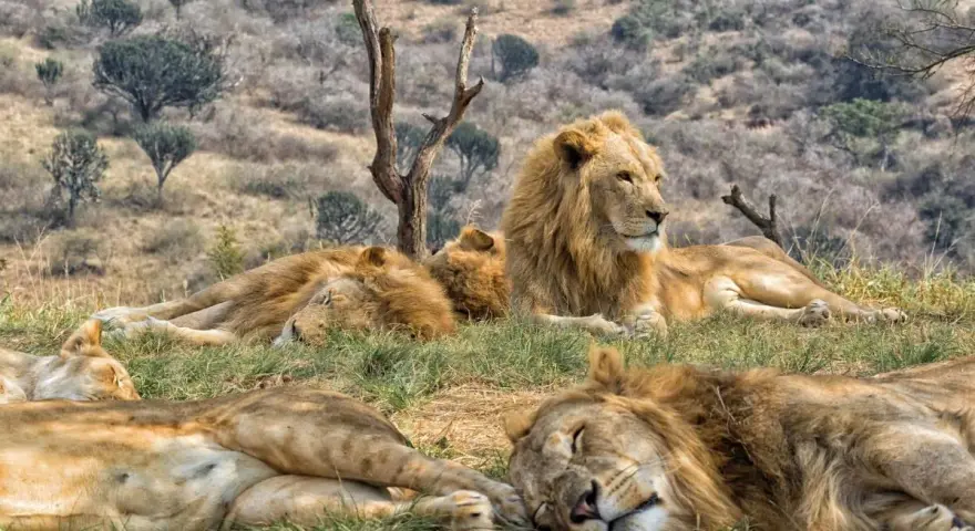 Lwy odpoczywają na trawie w Kruger Park. Jeden lew patrzy w bok, podczas gdy reszta śpi.