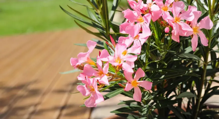 Ein Oleander mit zarten rosa Blüten steht bereit zum Umtopfen. Die Sonne scheint auf die Holzterrasse.