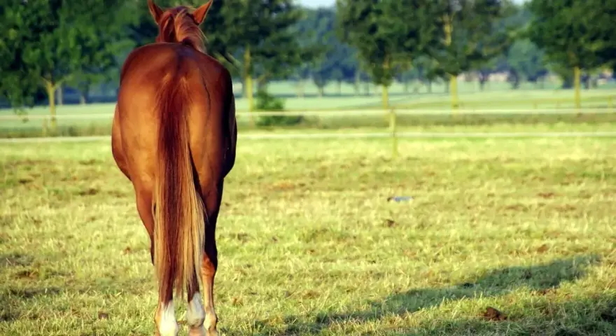 Un magnifique cheval bai, la crinière au vent, se tient dans un pré verdoyant.