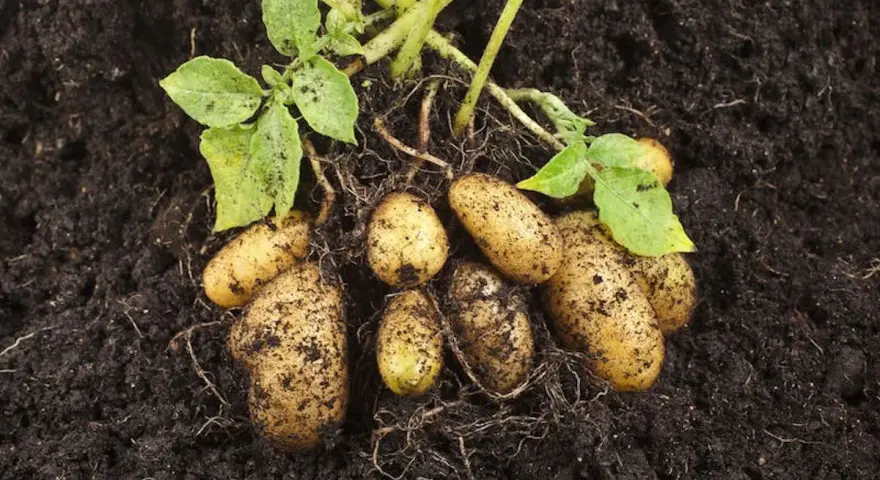 Frisch aus der Erde: Mehrere Kartoffeln mit Wurzeln und grünen Blättern. Ein Zeichen, wann Kartoffeln ernten.