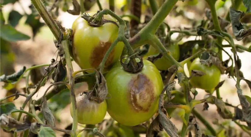 Pomodori verdi con macchie marroni e foglie secche, segni evidenti di malattie pomodori.
