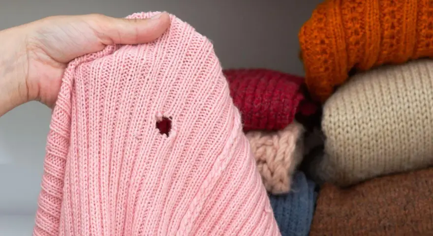 Różowy sweter z dziurą, odkryty podczas przeglądania stosu ubrań w szafie. Widać inne swetry w różnych kolorach.