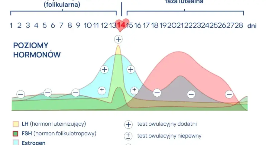 Wykres cyklu menstruacyjnego. Widać piki LH (hormon luteinizujący) i estrogenu przed owulacją. LH co to? To hormon kluczowy dla uwolnienia komórki jajowej.