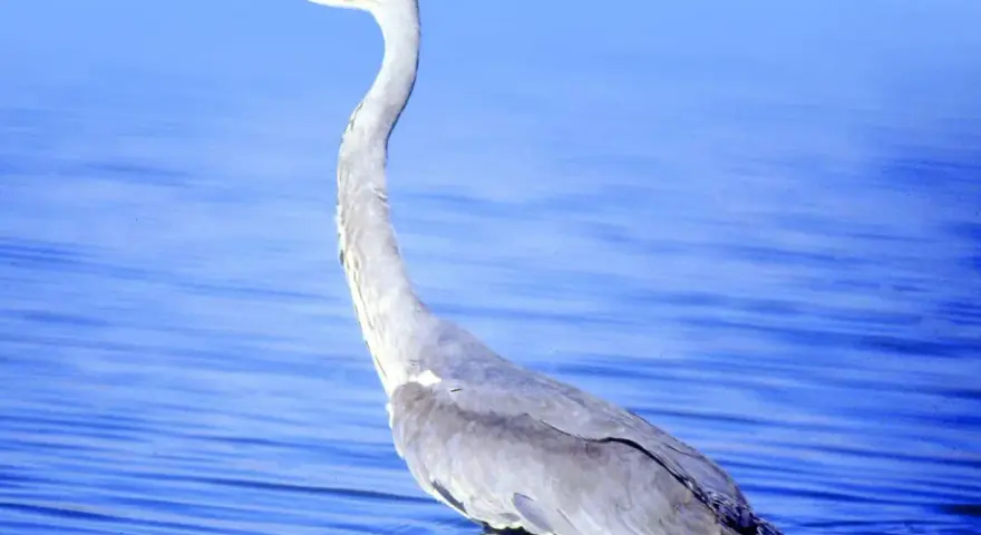 Una garza real, con su largo cuello curvado, espera pacientemente en las aguas azules.
