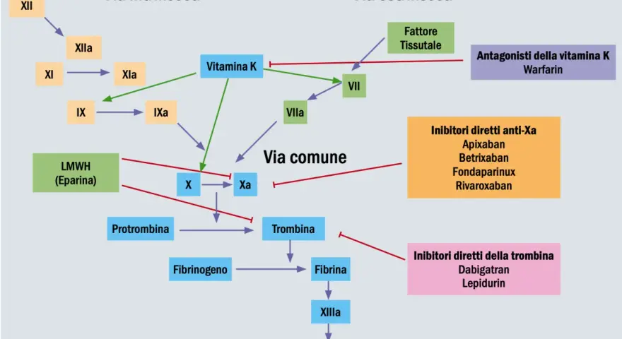 Schema coagulazione: Lixiana (rivaroxaban) è un inibitore diretto anti-Xa, che blocca la via comune della coagulazione.