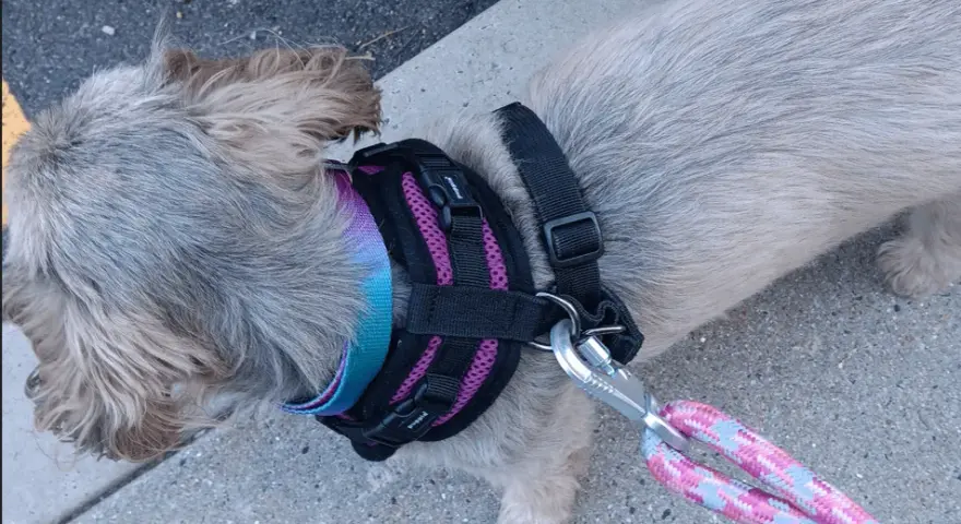 Szelki czy obroża dla Shih Tzu - co zapewni bezpieczeństwo i komfort?