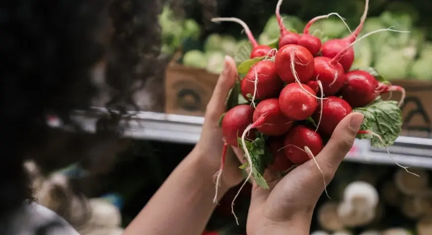 Hände halten einen Bund frischer Radieschen. Die roten Knollen mit ihren feinen Wurzeln und grünen Blättern sind bereit, richtig gelagert zu werden.