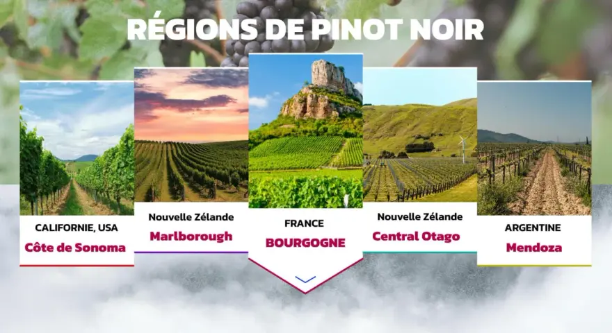 Cinq régions viticoles célèbres pour le pinot noir : Californie, Nouvelle-Zélande (Marlborough et Central Otago), France (Bourgogne) et Argentine (Mendoza).